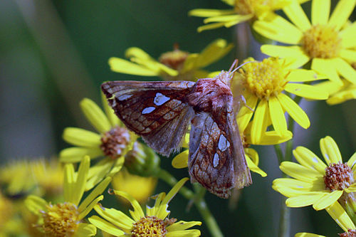 Plusia festucae